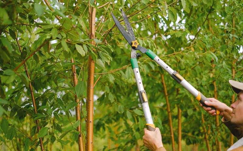 Tree trimming in Nephi, UT